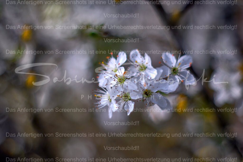 Wandbild Schlehe I Schlehdorn | People- und Tierfotografie, Imageaufnahmen, Veranstaltungsfotografie und Wandbilder aus der Natur ★ Made in Germany ✔️ Druck + Downloads ✔️ Naturfotografie in Top Qualität ★ schneller Versand, weltweite Lieferung! - Realisiert mit Pictrs.com