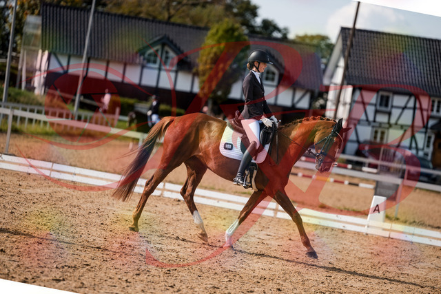 2026_10_03_Siefer-Hof_132758_Z63_87481004 | Professionelle Reitsport-, Turnier- und Eventfotografie von Robert Broda. Galerien mit ausgewählten und bearbeiteten Bildern direkt online ansehen und bestellen.