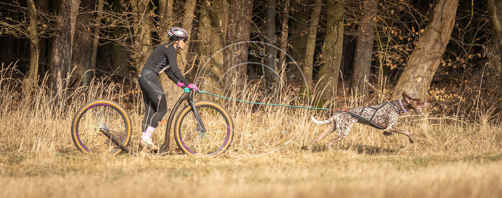 DV3A4678 | Hundefotografie, Tierfotograf, Pfotenfotografie, Fotoshooting Hund, Hunde Portrait, Hundesport, Hundeportraits, Heideshooting, Hunde, Sportfotograf, Hundefotograf, Turnierhundsport, THS,  - Realisiert mit Pictrs.com