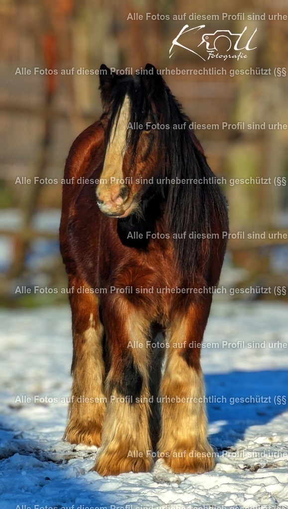 Photo_1705772432506 | krollfotografie - Realisiert mit Pictrs.com