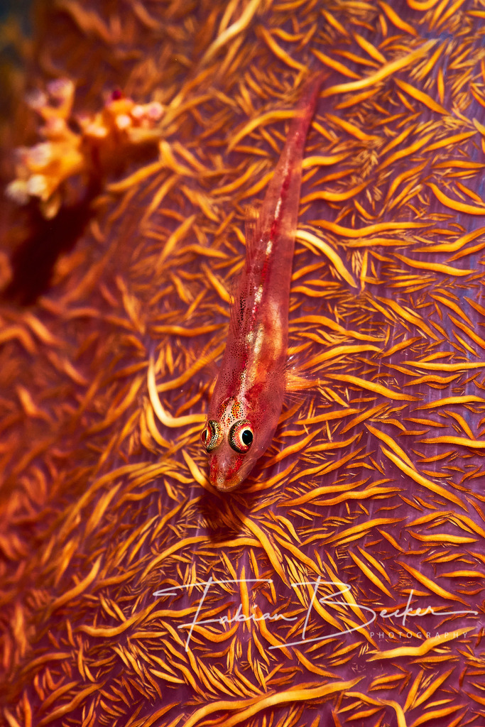 Colorful Camouflage | Einzigartige Wandbilder von faszinierenden Unterwasserwelten. Exklusive Kunst für Empfangsbereiche, Wohnraum oder Wartezimmer. - Realisiert mit Pictrs.com