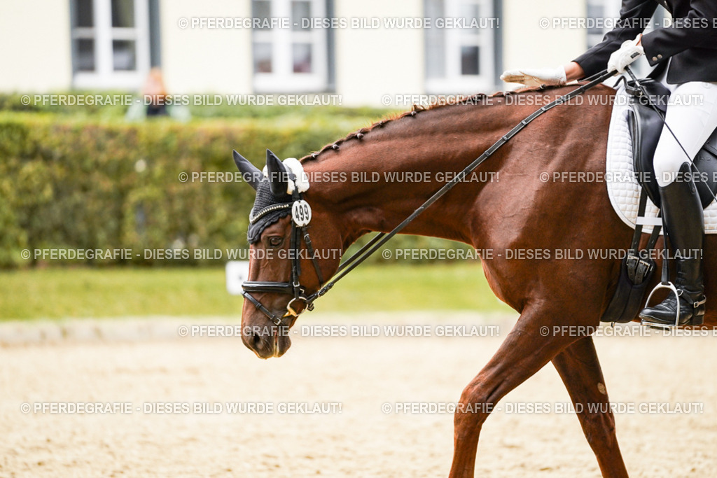 DSC08763 | Pferdegrafie