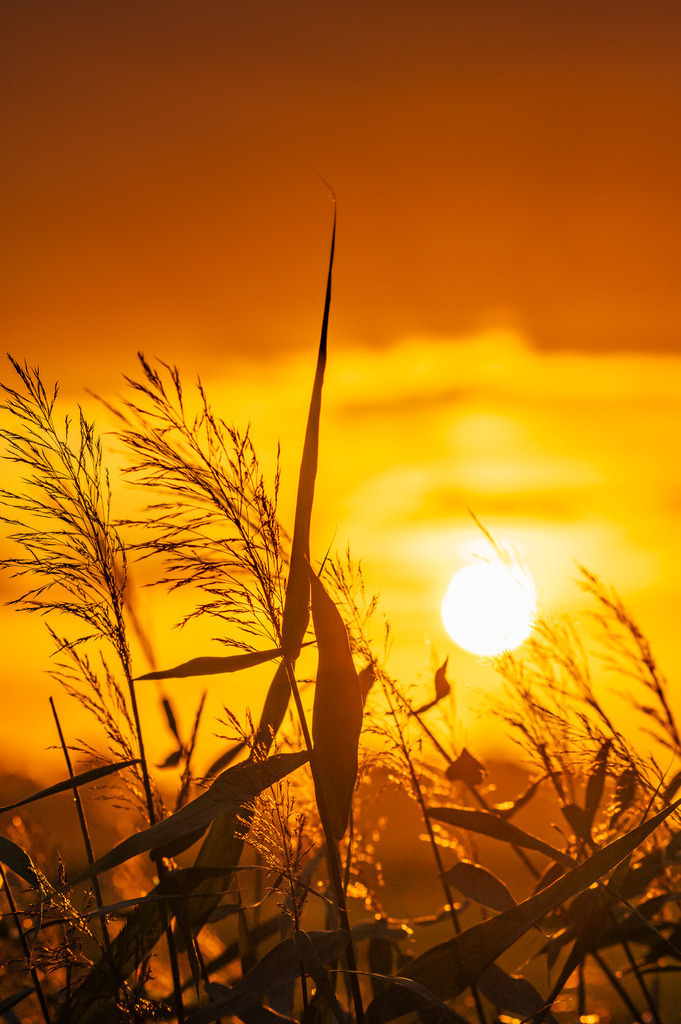 2023_08_04_HETLINGER-SCHANZE_MCP0867 | Hochwertig gedruckte Fotografien für die Wand, als Kalender und zum Verschenken. Hamburg & Norddeutschland und überall wo ich mit der Kamera unterwegs war.
