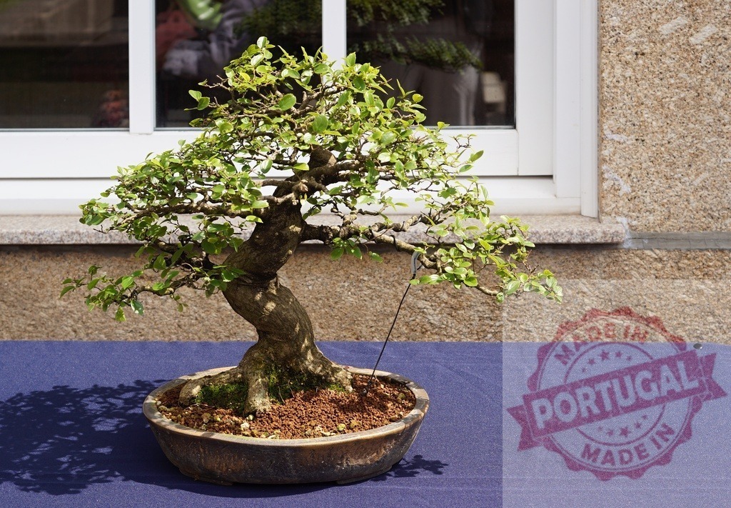 Bonsai tree showcasing traditional Japanese art form | Bonsai tree growing in a pot on a blue tablecloth, creating a zen atmosphere - Realisiert mit Pictrs.com