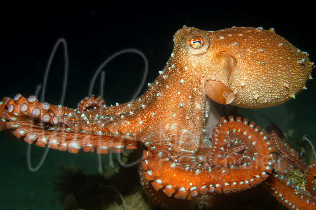 Callistoctopus macropus | Langarm-Krake / Cast: Pulpón; Eng: White-spotted octopus, Long-armed octopus; Fr: Poulpe tacheté, - Realisiert mit Pictrs.com
