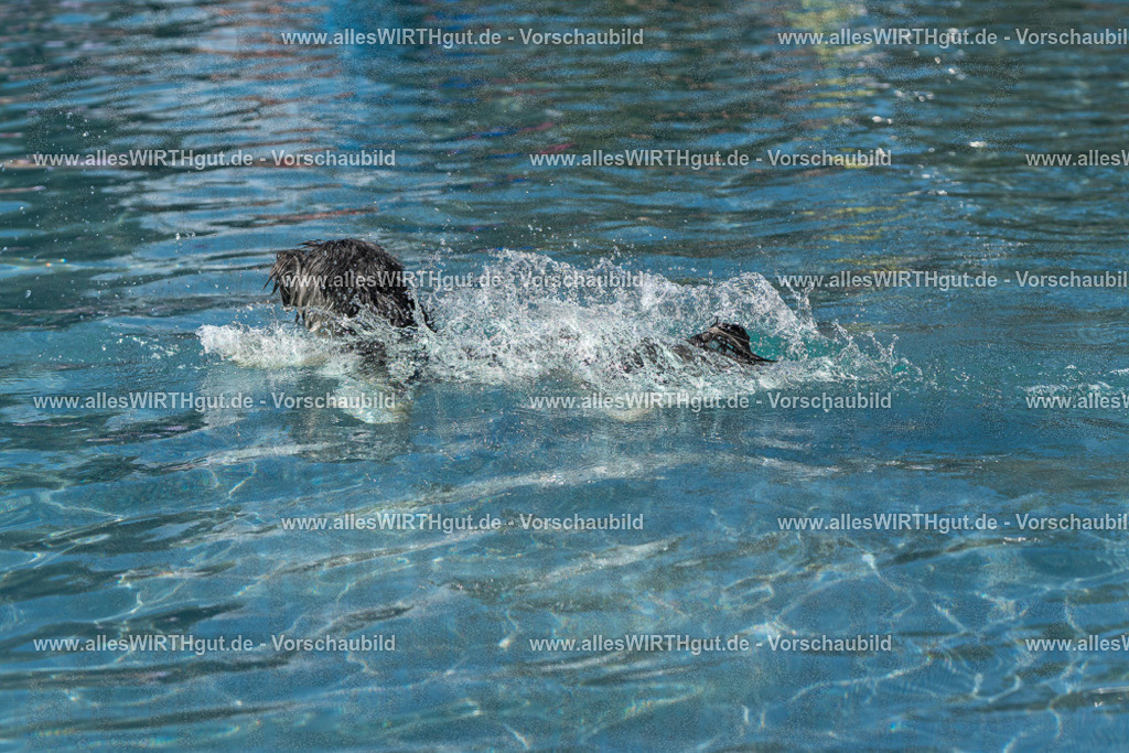 Hundeschwimmen_Volksbad_2026-allesWIRTHgut_Tierfotografie-2609061248-FAY06574 | Professionelle Tierfotografie in Mönchengladbach von Daniel Wirth (allesWIRTHgut). Liebevolle & natürliche Bilder von Hunden & Katzen für unvergessliche Erinnerungen.