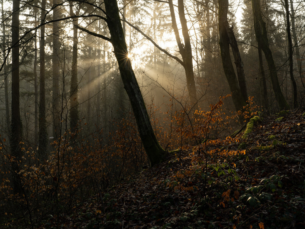 Licht durchbricht die Dunkelheit | Bei Temperaturen knapp über dem Gefrierpunkt, mache ich mich zu einem Morgenspaziergang in die nebligen Mischwälder im Pfinztal auf. Als auf dem Rückweg die Sonne durch die Baumkronen bricht, lasse ich den neuerlichen Stress endgültig hinter mir und genieße das Erwachen des Waldes. - Realisiert mit Pictrs.com