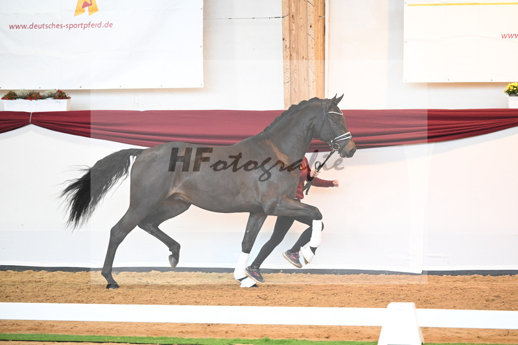 Kat-Nr. 42 v. Maracana_Sommer_66220583 | hf-fotografie - Realisiert mit Pictrs.com