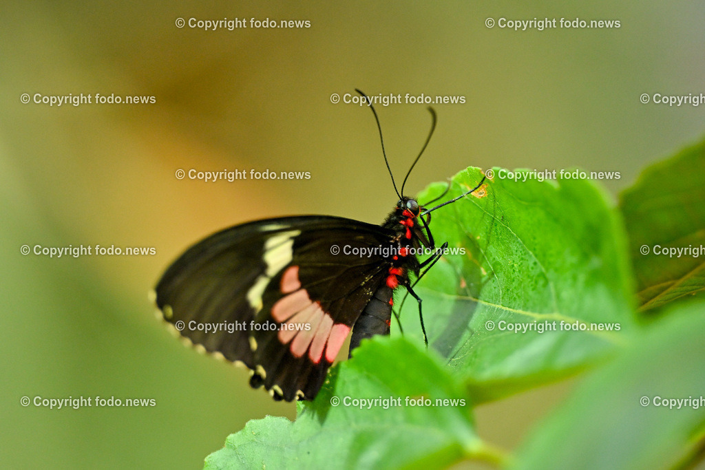 Botanischer Garten Linz_ Schmetterlinge_ 21.01.2025-4 | 21.01.2025, Botanischer Garten Linz, AUT, Schmetterlinge, im Bild tropische Schmetterlinge, Schmetterling, Falter, Natur, Tiere, Blumen, Pflanzen, Insekten, Butterfly, Exotisch, Tropenhaus, Feature, Symbolbild