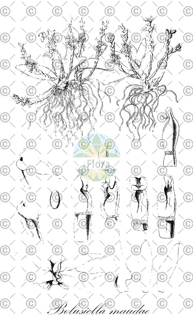 HistAbb_wfo-0000348821_1_ENZY_Simple | Historische Abbildung von Bolusiella maudae - Orchidaceae | Historical Illustration of Bolusiella maudae - Orchidaceae