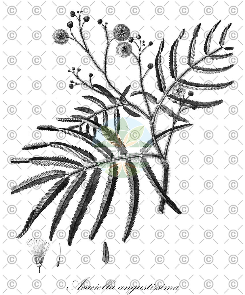 HistAbb_wfo-0000182389_1_ENZY_Simple | Historische Abbildung von Acaciella angustissima - Fabaceae | Historical Illustration of Acaciella angustissima - Fabaceae