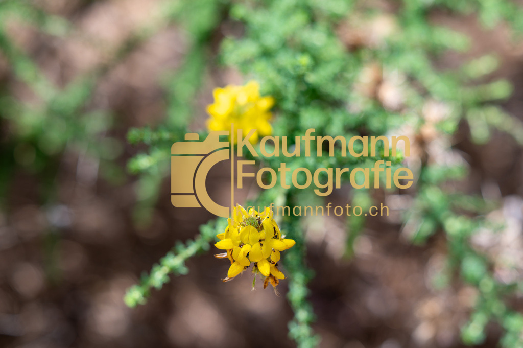 Teneriffe-8391 | kaufmannfoto - Realisiert mit Pictrs.com