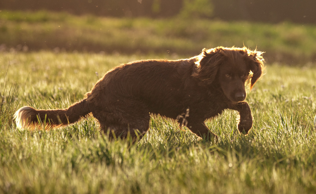 Asko | photography by friederike - Realisiert mit Pictrs.com