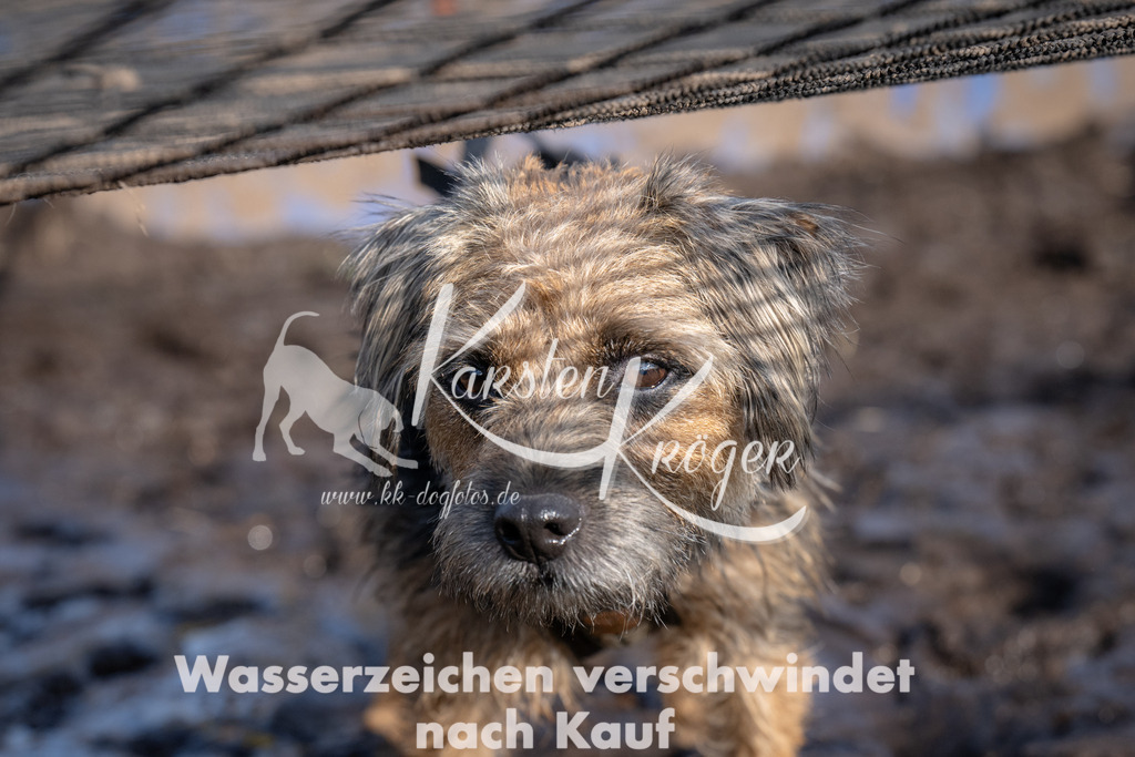 1645_ZZ93062 | kk-dogfotos