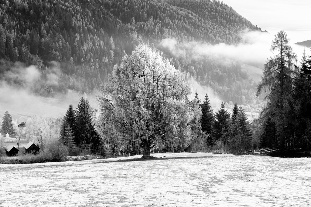 Kugellärche Schmalzermoos  | Ihre Fotografin im Lungau, ihre Fotografin im Mostviertel, Wandbilder Onlineshop, Imagefotos für Ihr Unternehmen,  - Realisiert mit Pictrs.com