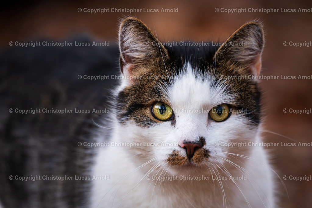 0002 | bildkomponist - Realisiert mit Pictrs.com