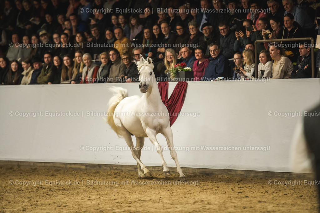 20240302_Hengstvorstellung_Marbach_TOMsPiC_1164-2 | equistock