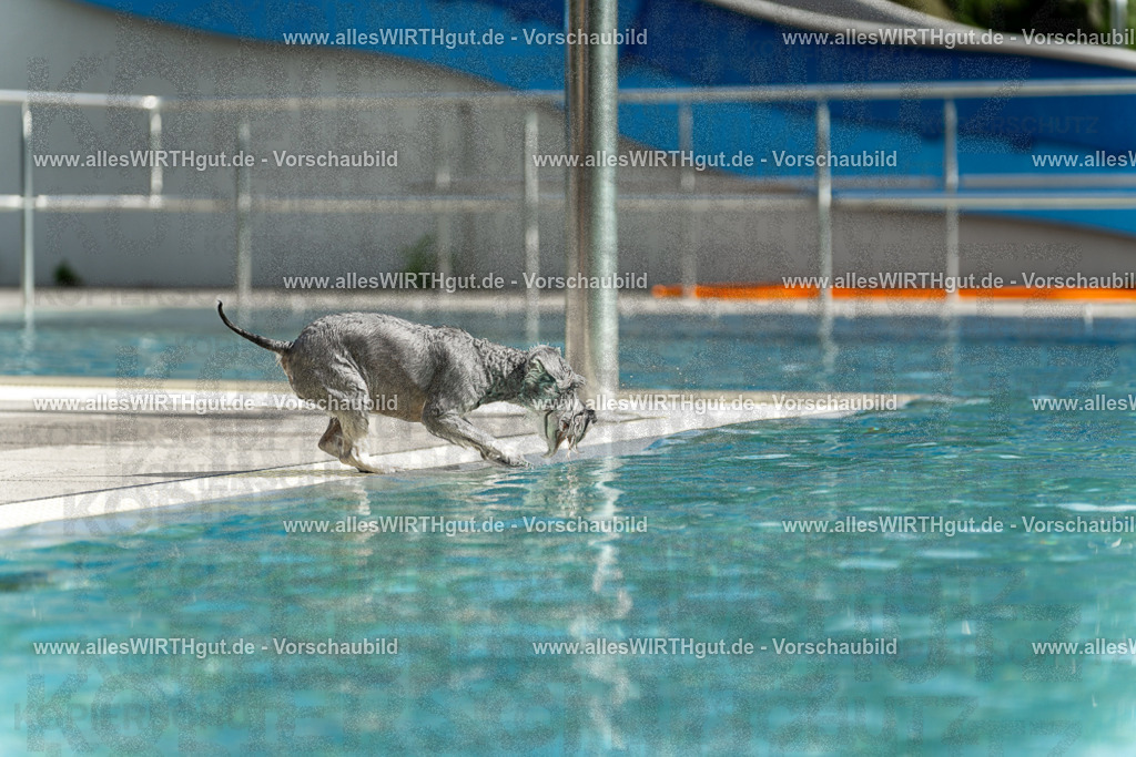 Hundeschwimmen_Volksbad_2026-allesWIRTHgut_Tierfotografie-2609061520-7R501453 | Professionelle Tierfotografie in Mönchengladbach von Daniel Wirth (allesWIRTHgut). Liebevolle & natürliche Bilder von Hunden & Katzen für unvergessliche Erinnerungen.