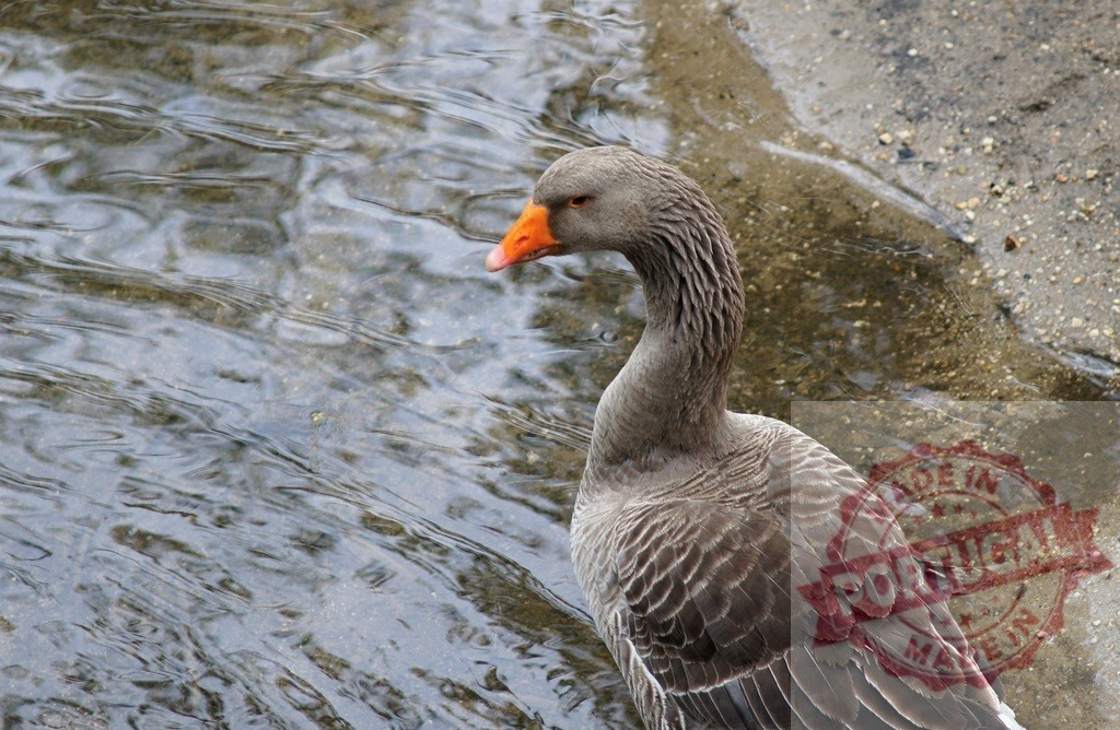 Goose standing by water showing orange beak | Gray goose standing on wet shore next to rippling water - Realized with Pictrs.com