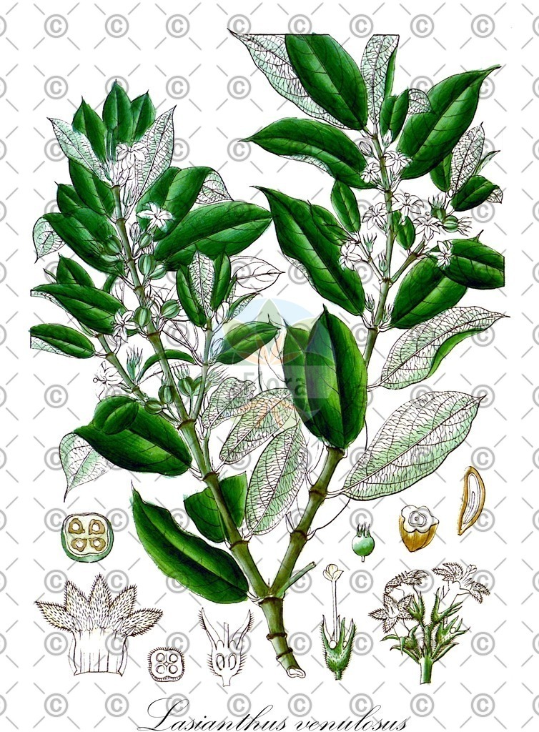 HistAbb_wfo-0000224002_1_ENZY_Simple | Historische Abbildung von Lasianthus venulosus - Rubiaceae | Historical Illustration of Lasianthus venulosus - Rubiaceae