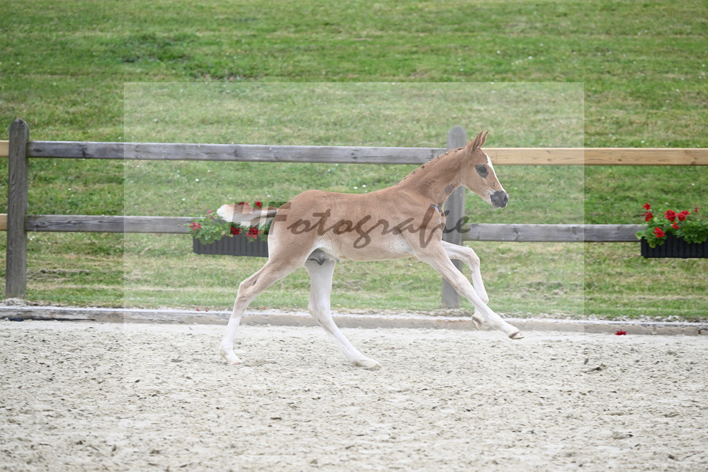 Kat-Nr. 54 HF D-Gold AT_Schober_17231288 | hf-fotografie - Realisiert mit Pictrs.com