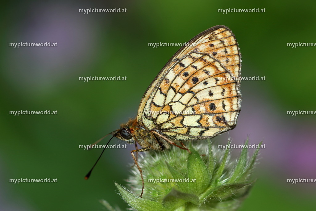 Brenthis hecate-001 | Das Bilderarchiv über Tiere, Planzen und Landschaften. In der Bilddatenbank finden Sie ein große Auswahl an hochwertigen Bilder für Ihre Werbung - Realisiert mit Pictrs.com