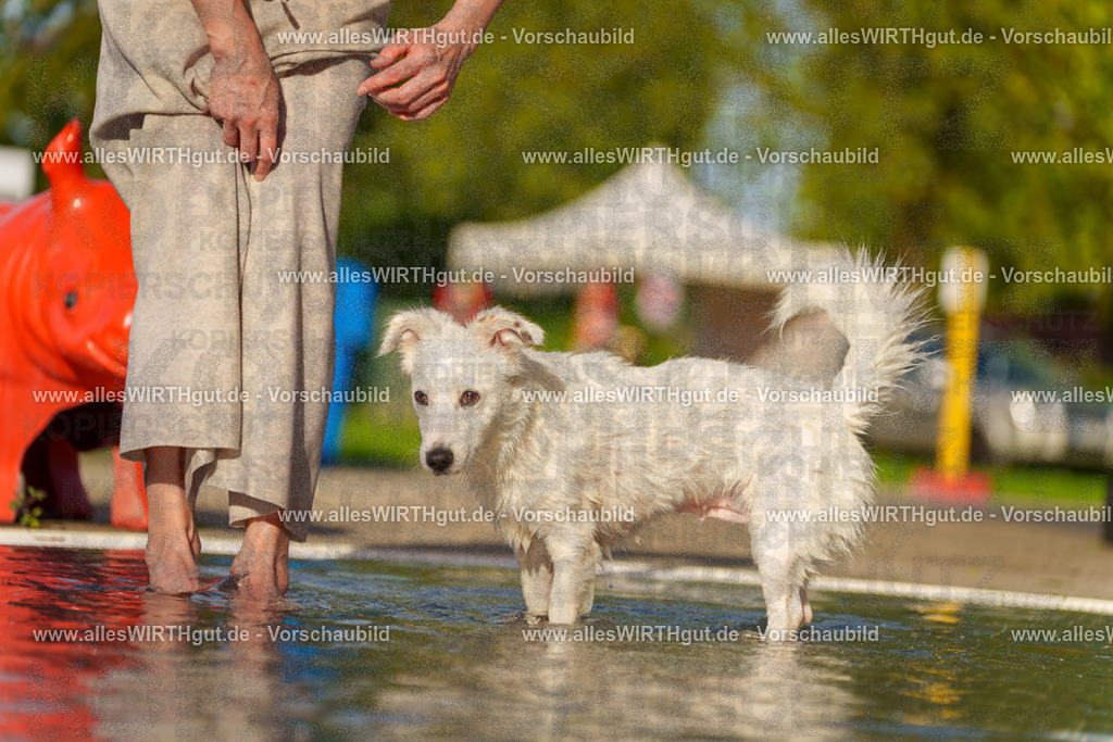 Hundeschwimmen_Grefrath_2026-allesWIRTHgut_Tierfotografie-15_44-7R509515 | Professionelle Tierfotografie in Mönchengladbach von Daniel Wirth (allesWIRTHgut). Liebevolle & natürliche Bilder von Hunden & Katzen für unvergessliche Erinnerungen.