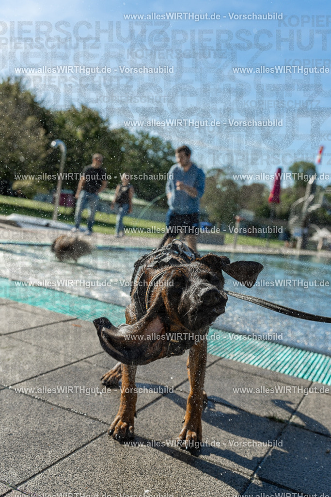 Hundeschwimmen_Volksbad_2026-allesWIRTHgut_Tierfotografie-2609061030-094051-7R508926 | Professionelle Tierfotografie in Mönchengladbach von Daniel Wirth (allesWIRTHgut). Liebevolle & natürliche Bilder von Hunden & Katzen für unvergessliche Erinnerungen.