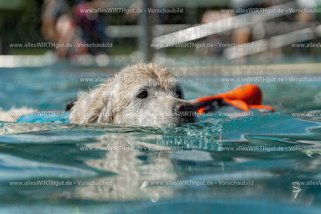 Hundeschwimmen_Volksbad_2026-allesWIRTHgut_Tierfotografie-2609061305-121550-7R500493 | Professionelle Tierfotografie in Mönchengladbach von Daniel Wirth (allesWIRTHgut). Liebevolle & natürliche Bilder von Hunden & Katzen für unvergessliche Erinnerungen.