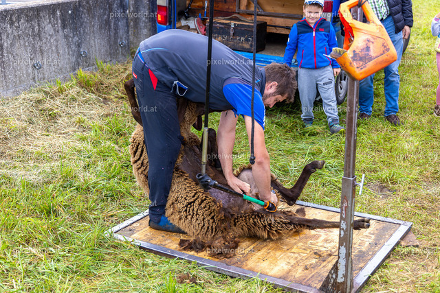 SchaZie Tag | Bildershop von pixelworld.at - Realisiert mit Pictrs.com