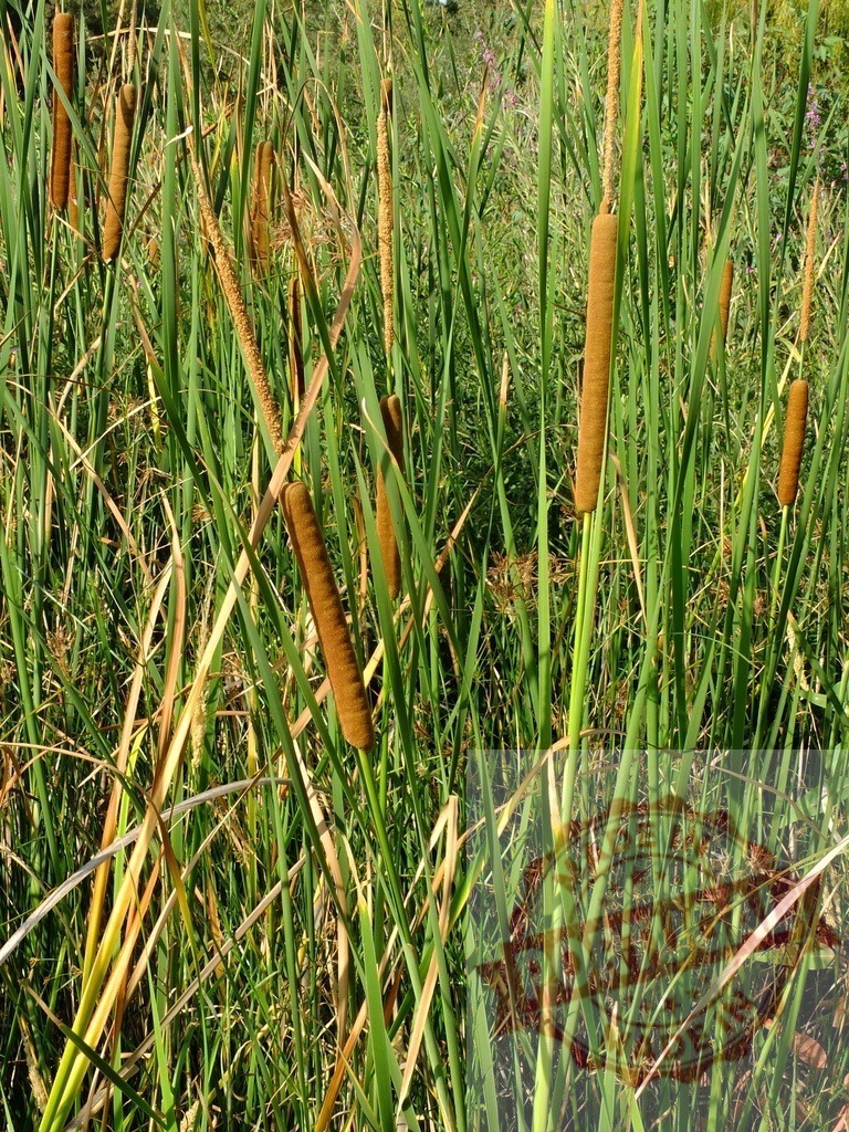 Typha latifolia growing in the swamp during summer day | Close-up of mature cattails with brown spikes and green leaves, creating a tranquil wetland scene - Realisiert mit Pictrs.com