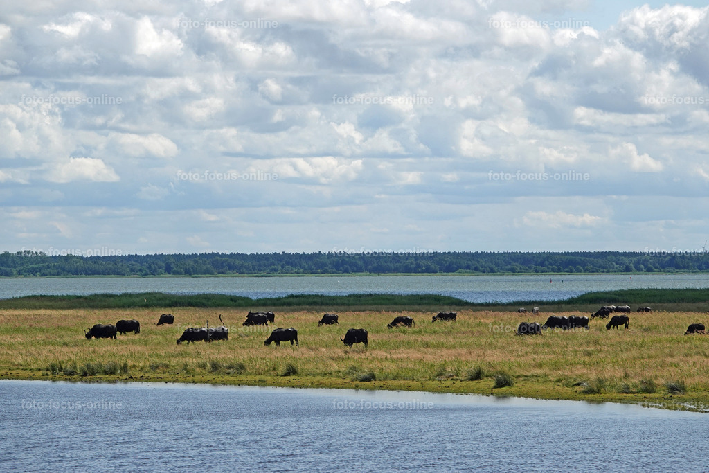 Prerow Bodden Landscape | foto-focus-online