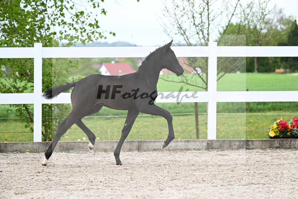 Kat-Nr. 1 SF St. Emilion x Rubin Royal_Gruber_23260051 | hf-fotografie - Realisiert mit Pictrs.com