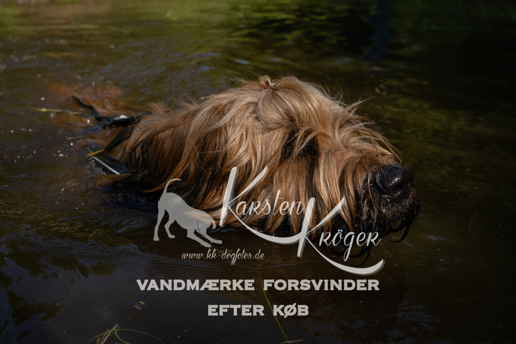 1021DKK990607 | kk-dogfotos