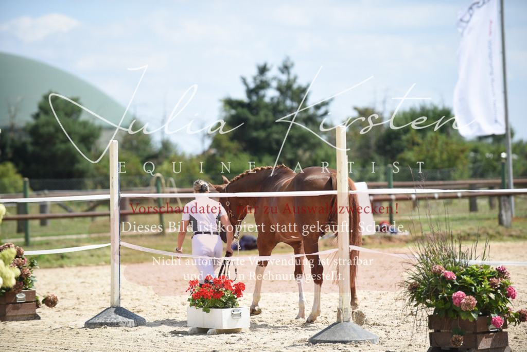 DSC_8965 | Pferde- und Turnierfotografie in Westsachsen. Pferdeportraits, Auftragszeichnungen und intuitive Kunst.