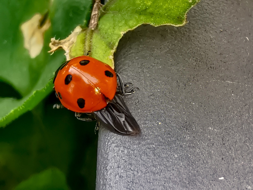 PSX_20230903_224947 | mtkfoto_ - Realisiert mit Pictrs.com