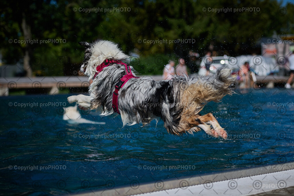 210_202509_4Hundebadetag_NZ9_2820 | proPHOTO - Realisiert mit Pictrs.com