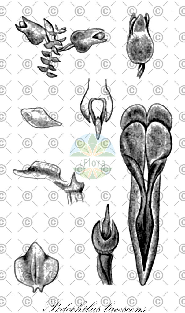HistAbb_wfo-0000125775_1_ENZY_Simple | Historische Abbildung von Podochilus lucescens - Orchidaceae | Historical Illustration of Podochilus lucescens - Orchidaceae