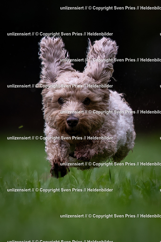 Sven Pries | 2024-10-19 - Hunderennen Ober-Grombach - Realisiert mit Pictrs.com