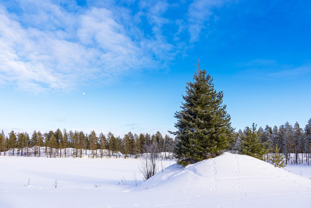 Landschaft mit Schnee und Bäumen im Winter in Kuusamo, Finnland | Landschaft mit Schnee und Bäumen im Winter in Kuusamo, Finnland.