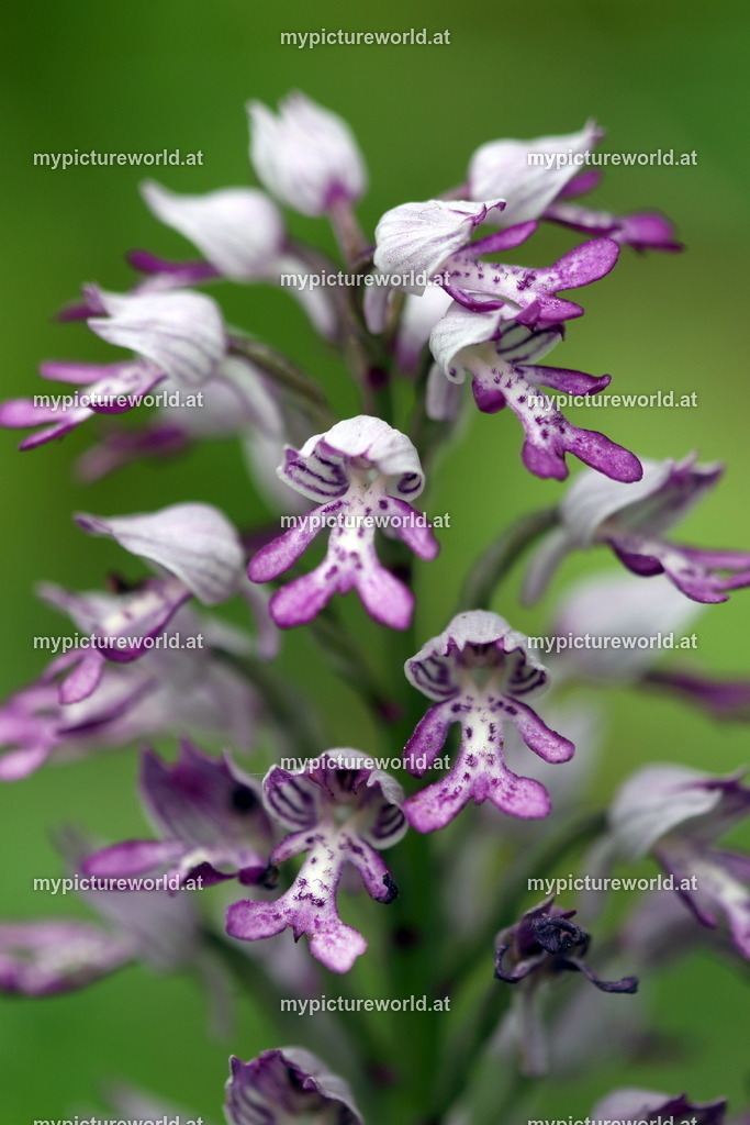 Helm-Knabenkraut-011 | Das Bilderarchiv über Tiere, Planzen und Landschaften. In der Bilddatenbank finden Sie ein große Auswahl an hochwertigen Bilder für Ihre Werbung - Realisiert mit Pictrs.com
