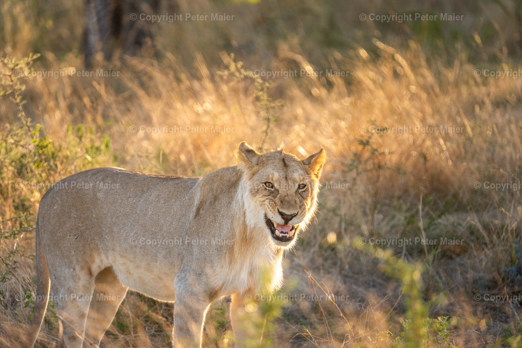 Etosha_Nationalpark_Namibia-228 | piet_flosse