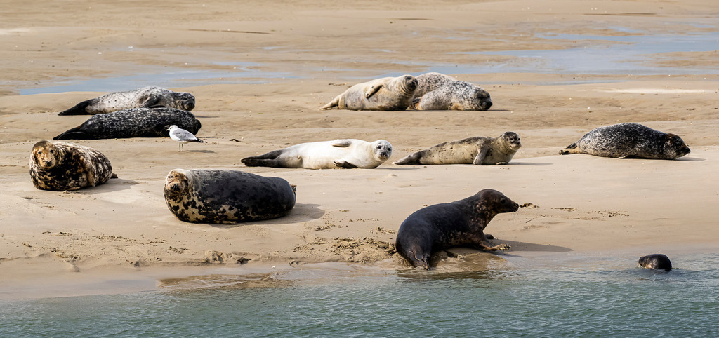 Seehunde und Kegelrobben ruhen auf einer Sandbank vor Texel: Artenvielfalt im Wattenmeer | Eine Gruppe verschiedener Meeressäuger, darunter Seehunde und Kegelrobben in unterschiedlichen Fellzeichnungen sowie ein Jungtier, rastet auf einer freiliegenden Sandbank vor der Insel Texel. Eine Robbe gleitet gerade ins Nordseewasser, während eine Möwe zwischen den Tieren steht. Das Motiv illustriert die Tierwelt des Nationalparks Wattenmeer und eignet sich ideal für redaktionelle Berichte über Naturschutz, Fauna, Nordseetourismus und Artenschutz in den Niederlanden. - Realisiert mit Pictrs.com