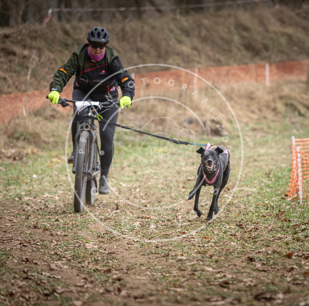 Pfotenfotografie_DV3A5956 | Hundefotografie, Tierfotograf, Pfotenfotografie, Fotoshooting Hund, Hunde Portrait, Hundesport, Hundeportraits, Heideshooting, Hunde, Sportfotograf, Hundefotograf, Turnierhundsport, THS,  - Realisiert mit Pictrs.com