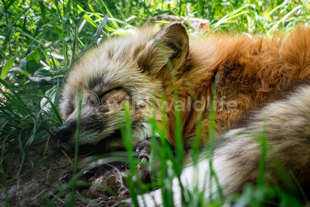 Schlafender Fuchs | Ein schlafender, auf einer Wiese liegender Fuchs - Realisiert mit Pictrs.com