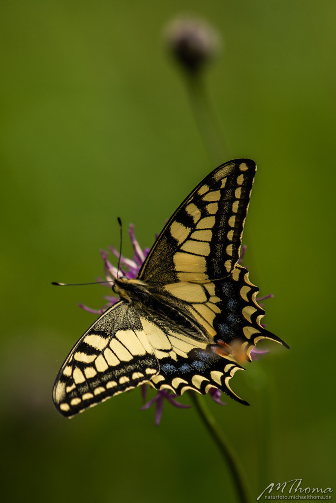 Schwalbenschwanz | Dies ist der Online-Shop von naturfoto.michaelthoma.de. Ich bin leidenschaftlicher Naturfotograf und fotografiere von der Andromedagalaxie bis zum Zwergtaucher, von der Ameise bis zum Orionnebel alles was mit Natur zu tun hat. Hier kann eine Auswahl meine - Realisiert mit Pictrs.com