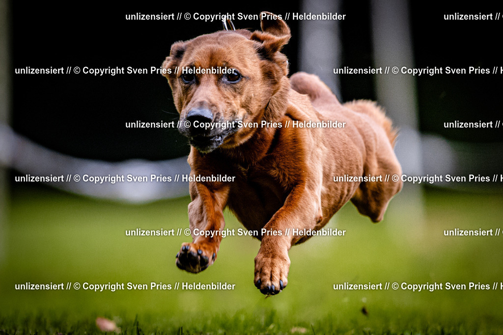 Sven Pries | 2025-10-03 - Hunderennen Obergrombach - Realisiert mit Pictrs.com