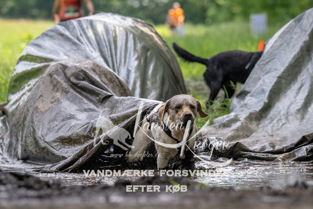 1211_ZZ91555 | kk-dogfotos