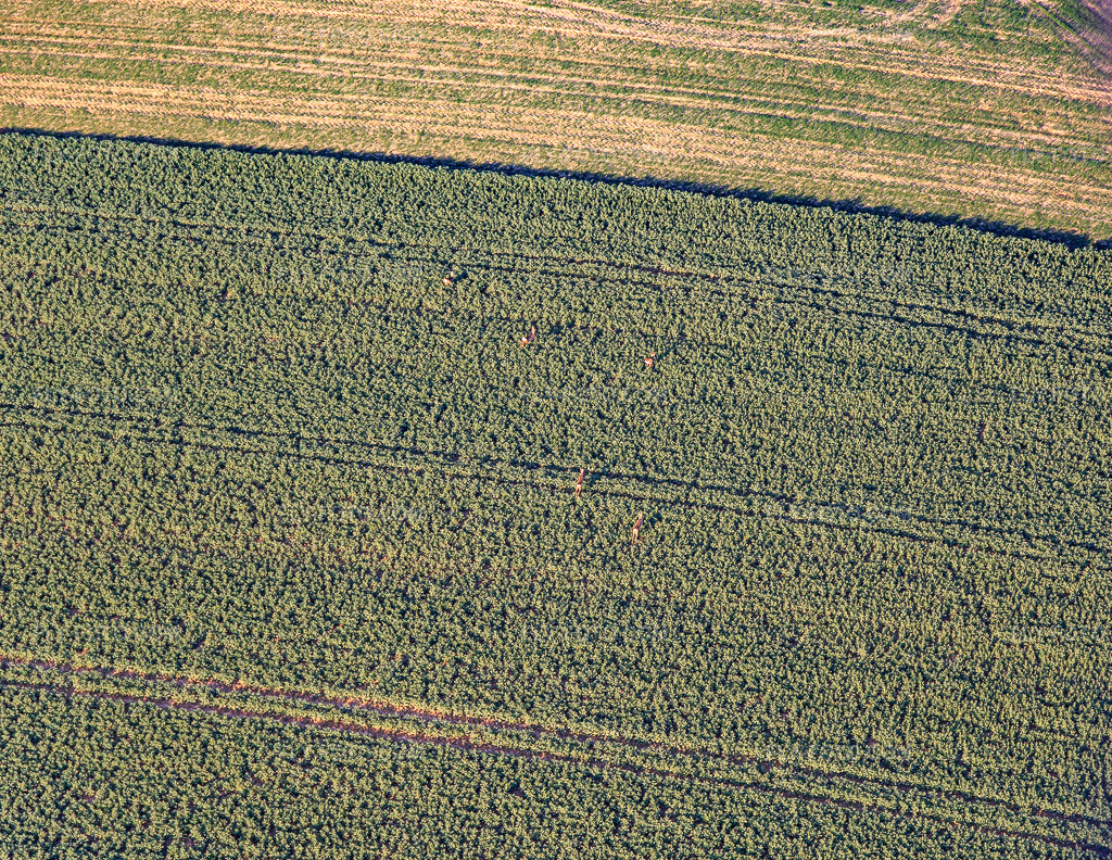 Aerial view: Deer in the field in Niederlauterbach in the state Bas-Rhin, France. – Photo: IMG_130978.jpg taken on 03/22/2022 by Werner Riehm/FLY-FOTO.com – Resolution of the original: 4717 x 3648 px
