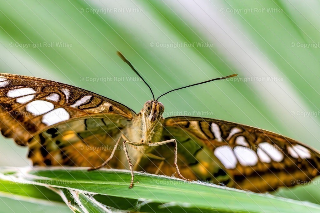 Falter1.5 | Rolf Wittke  - Realisiert mit Pictrs.com